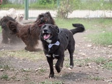 TITI, Hund, Mischlingshund in Wiesbaden - Bild 20