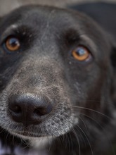 TITI, Hund, Mischlingshund in Wiesbaden - Bild 21