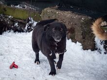 TITI, Hund, Mischlingshund in Wiesbaden - Bild 22