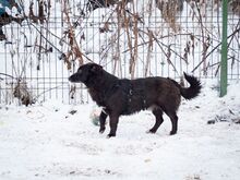 TITI, Hund, Mischlingshund in Wiesbaden - Bild 23