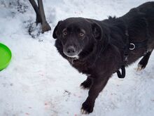 TITI, Hund, Mischlingshund in Wiesbaden - Bild 24