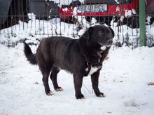 TITI, Hund, Mischlingshund in Wiesbaden - Bild 25