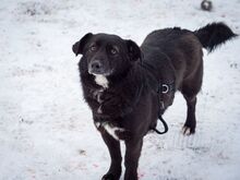 TITI, Hund, Mischlingshund in Wiesbaden - Bild 26