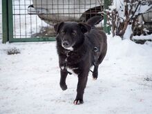 TITI, Hund, Mischlingshund in Wiesbaden - Bild 27