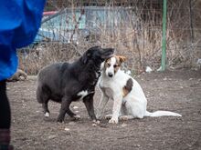 TITI, Hund, Mischlingshund in Wiesbaden - Bild 28