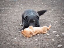 TITI, Hund, Mischlingshund in Wiesbaden - Bild 29