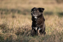 TITI, Hund, Mischlingshund in Wiesbaden - Bild 3