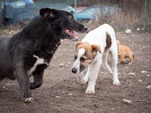 TITI, Hund, Mischlingshund in Wiesbaden - Bild 30