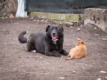 TITI, Hund, Mischlingshund in Wiesbaden - Bild 31