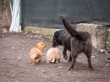 TITI, Hund, Mischlingshund in Wiesbaden - Bild 32