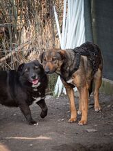 TITI, Hund, Mischlingshund in Wiesbaden - Bild 33