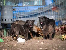 TITI, Hund, Mischlingshund in Wiesbaden - Bild 34