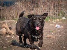 TITI, Hund, Mischlingshund in Wiesbaden - Bild 35