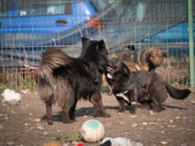 TITI, Hund, Mischlingshund in Wiesbaden - Bild 36