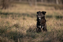 TITI, Hund, Mischlingshund in Wiesbaden - Bild 4