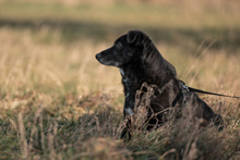 TITI, Hund, Mischlingshund in Wiesbaden - Bild 5