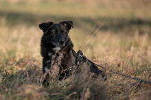 TITI, Hund, Mischlingshund in Wiesbaden - Bild 6