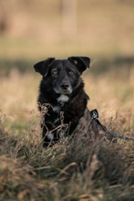 TITI, Hund, Mischlingshund in Wiesbaden - Bild 7