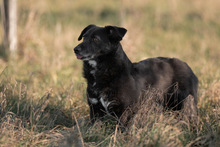 TITI, Hund, Mischlingshund in Wiesbaden - Bild 8