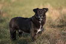 TITI, Hund, Mischlingshund in Wiesbaden - Bild 9