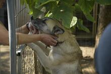 GALGA, Hund, Mischlingshund in Ungarn - Bild 4