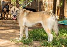 GALGA, Hund, Mischlingshund in Ungarn - Bild 5