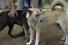 GALGA, Hund, Mischlingshund in Ungarn - Bild 6