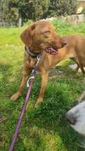 MISSY, Hund, Magyar Vizsla-Mix in Italien - Bild 3