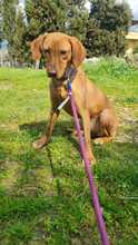 MISSY, Hund, Magyar Vizsla-Mix in Italien - Bild 4