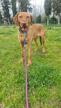 MISSY, Hund, Magyar Vizsla-Mix in Baiersdorf - Bild 1