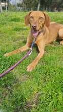 MISSY, Hund, Magyar Vizsla-Mix in Baiersdorf - Bild 2