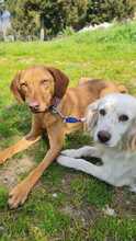 MISSY, Hund, Magyar Vizsla-Mix in Baiersdorf - Bild 5