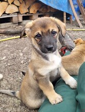 LILLY, Hund, Mischlingshund in Rumänien