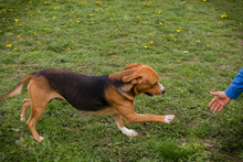 PEPO, Hund, Mischlingshund in Kroatien - Bild 2