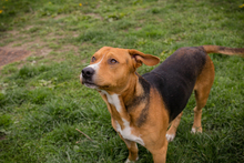 PEPO, Hund, Mischlingshund in Kroatien - Bild 4