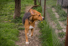 PEPO, Hund, Mischlingshund in Kroatien - Bild 5