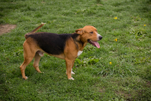 PEPO, Hund, Mischlingshund in Kroatien - Bild 6