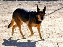 LAIKA, Hund, Mischlingshund in Friedeburg - Bild 2