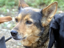 LAIKA, Hund, Mischlingshund in Friedeburg - Bild 4