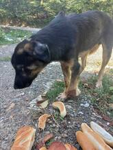 DEX, Hund, Mischlingshund in Bosnien und Herzegowina - Bild 3