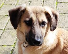 WOMBAT, Hund, Mischlingshund in Rumänien