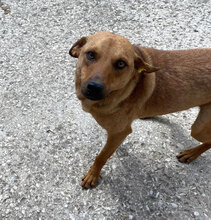 SCHOKO, Hund, Mischlingshund in Bulgarien