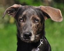 DINGO, Hund, Mischlingshund in Slowakische Republik