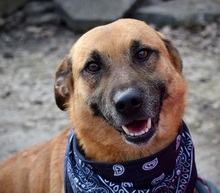 ELIOT, Hund, Mischlingshund in Slowakische Republik