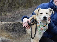 DZORDZO, Hund, Mischlingshund in Slowakische Republik - Bild 10