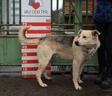 DZORDZO, Hund, Mischlingshund in Slowakische Republik - Bild 2