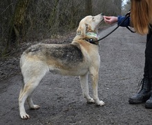 DZORDZO, Hund, Mischlingshund in Slowakische Republik - Bild 3