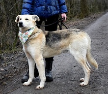 DZORDZO, Hund, Mischlingshund in Slowakische Republik - Bild 5