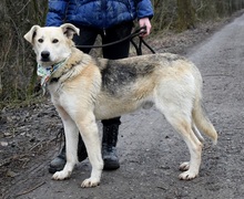 DZORDZO, Hund, Mischlingshund in Slowakische Republik - Bild 7