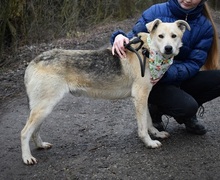 DZORDZO, Hund, Mischlingshund in Slowakische Republik - Bild 8